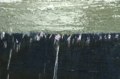 Neptunbrunnen Wasserkante