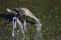 scharfe Ente