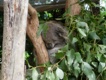 Koala im Zoo von Sydney